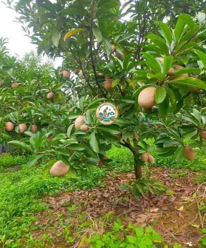 cây hồng xiêm