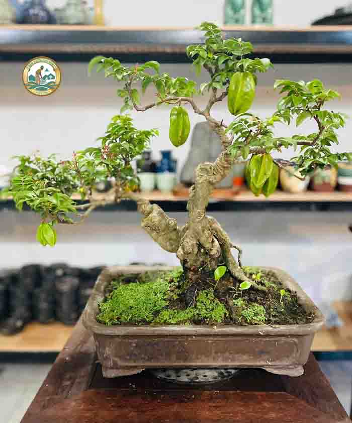 cây khế bonsai cây khế bonsai