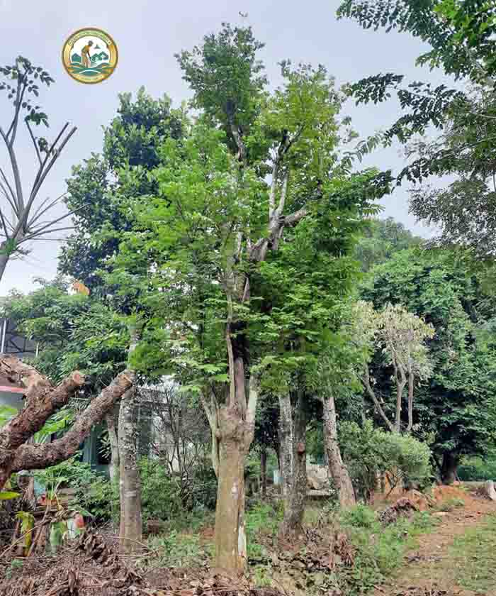 cây khế rừng cây khế rừng