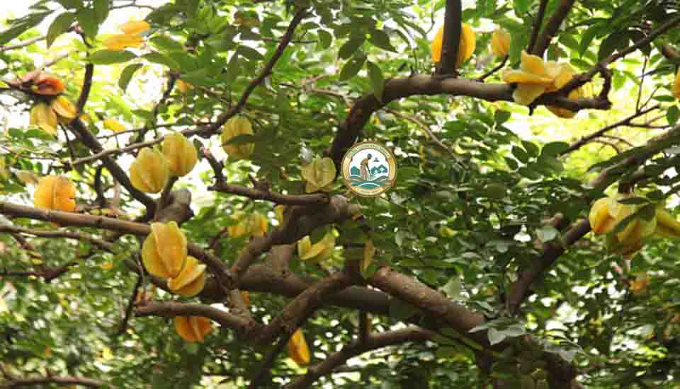 cây khế tàu