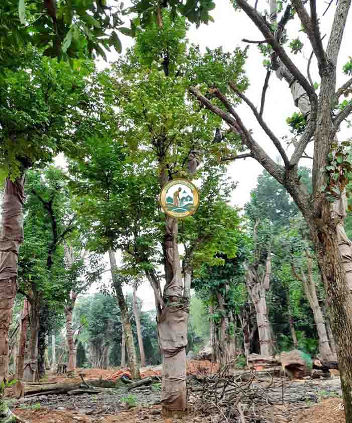 cây khế