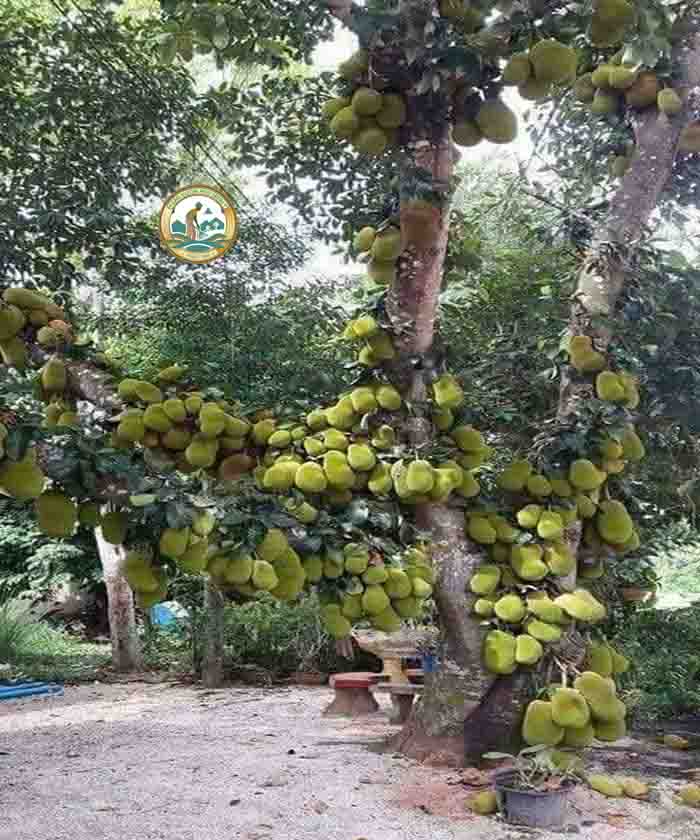 cây mít cảnh