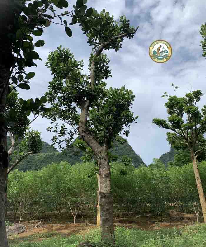 cây mít cổ thụ cây mít cổ thụ