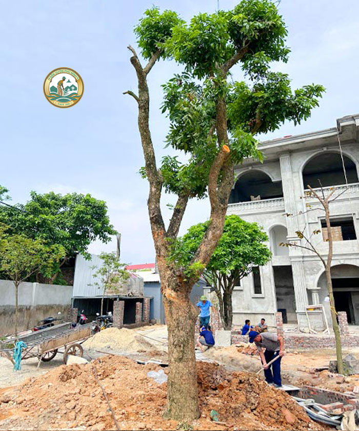 cây nhãn Hà Nội