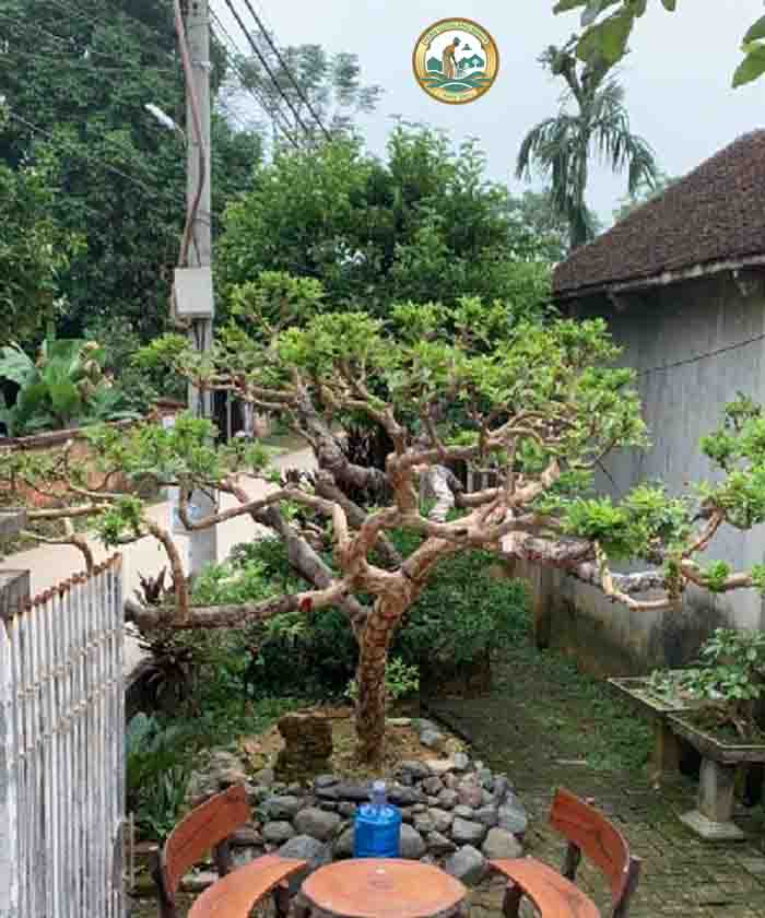 cây ổi cảnh