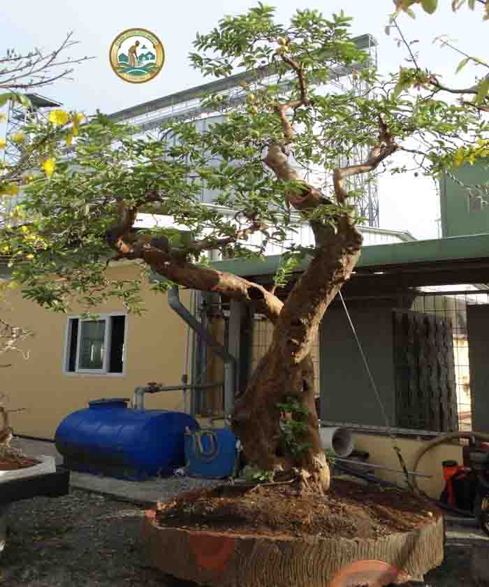 cây ổi cổ thụ cây ổi cổ thụ