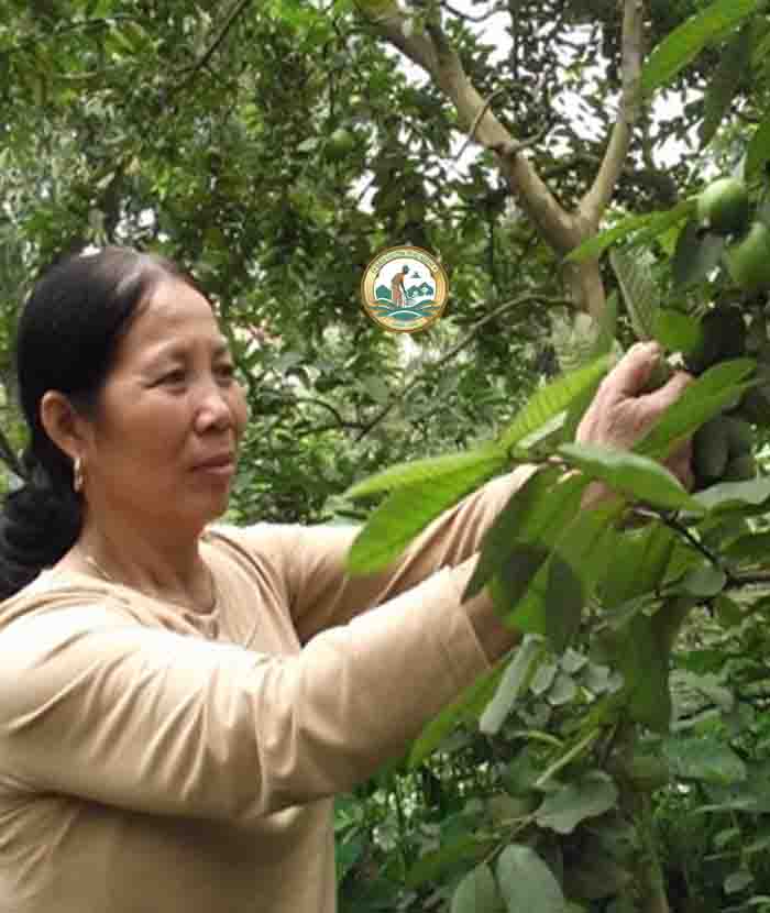 cây ổi găng cây ổi găng