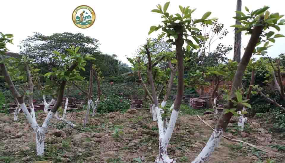 cây ổi giống