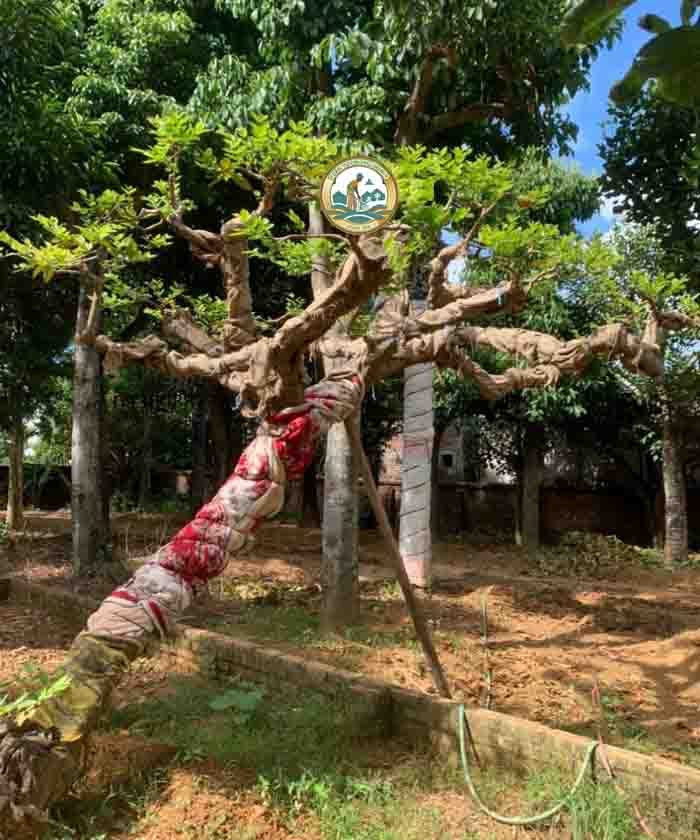 cây ổi tàu