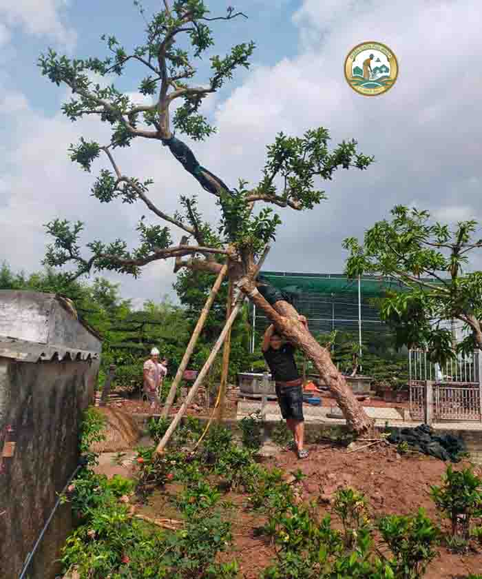 cây ổi