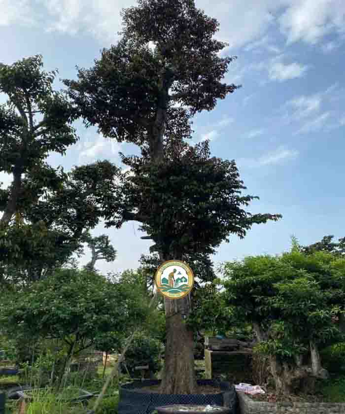 cây vũ sữa tại Hà Nội