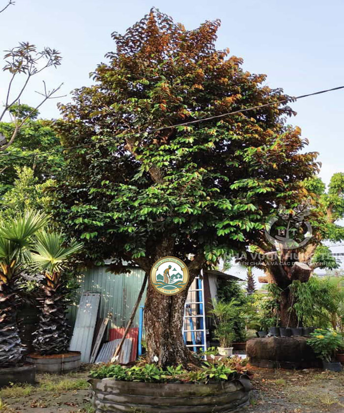 cây vú sữa