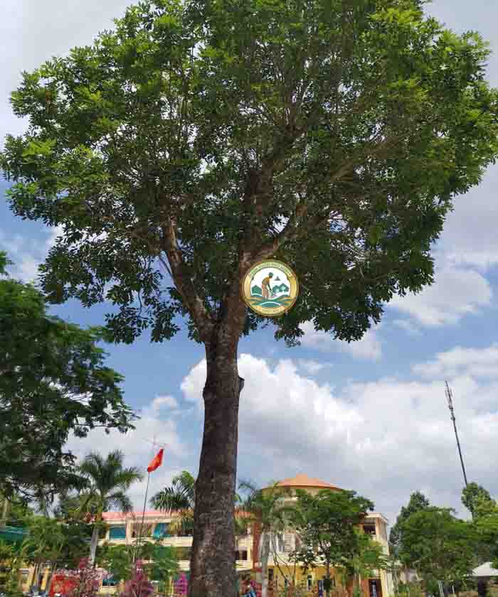 cây xà cừ