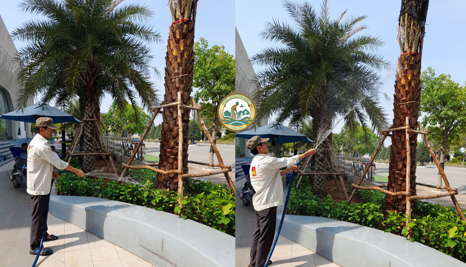 chăm sóc cây cảnh tại nhà hai bà trưng