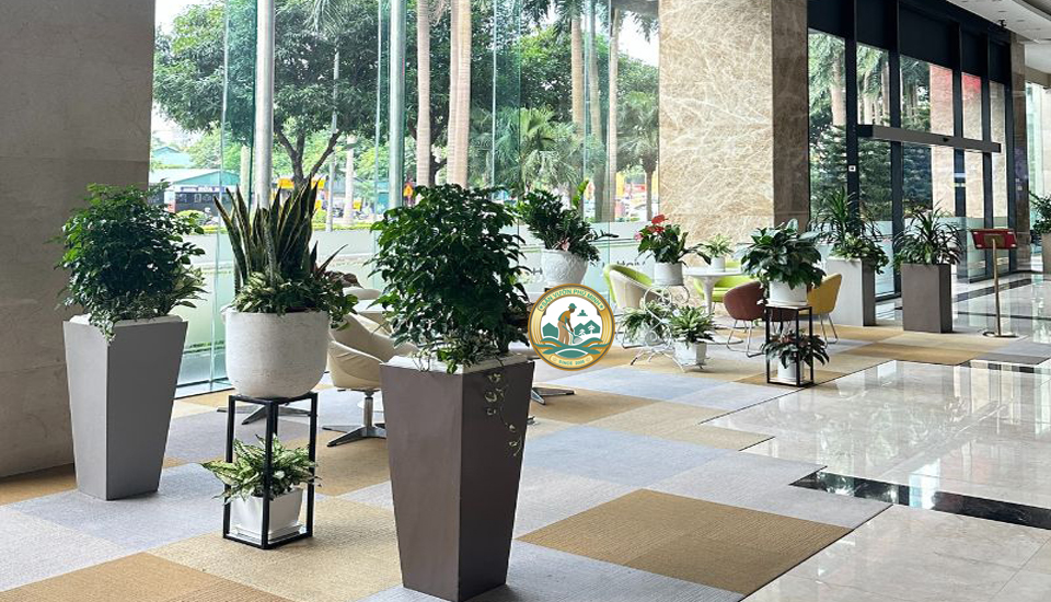 cho thuê cây nội thất tại Hà Nội