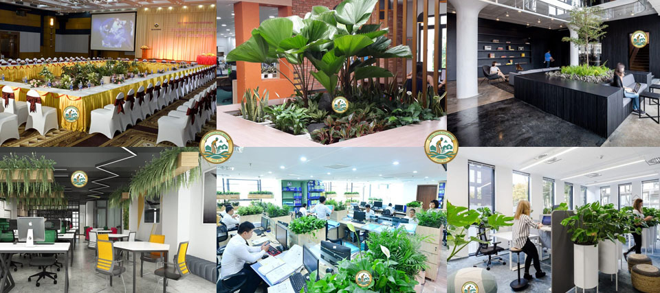 cho thuê cây xanh tại Hà Nội