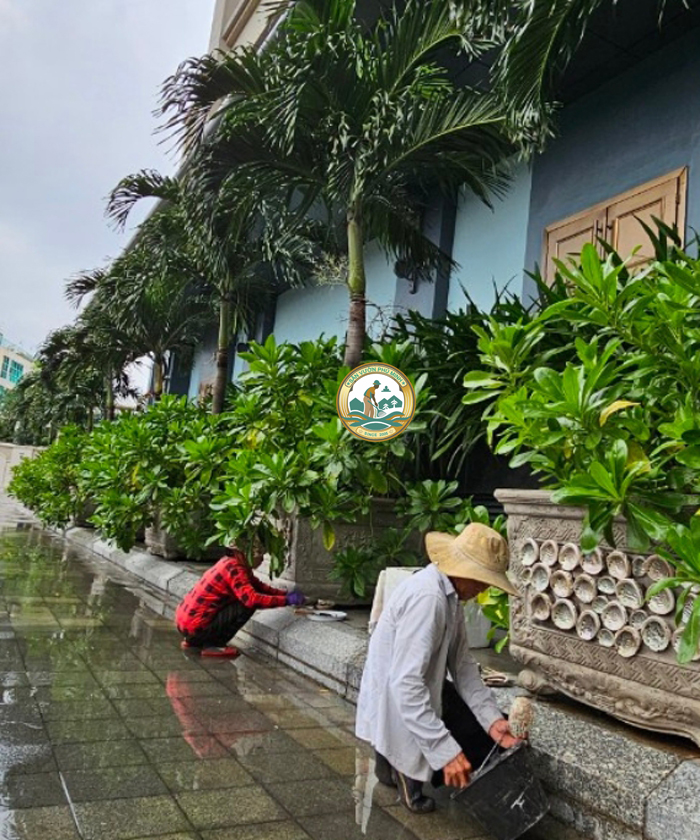 Dịch vụ Chăm Sóc Cây Cảnh Tại Nhà