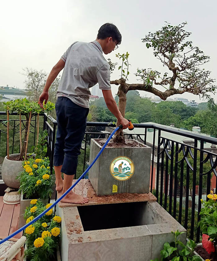 Dịch vụ Chăm Sóc Cây Tại nhà Dịch vụ Chăm Sóc Cây Tại nhà