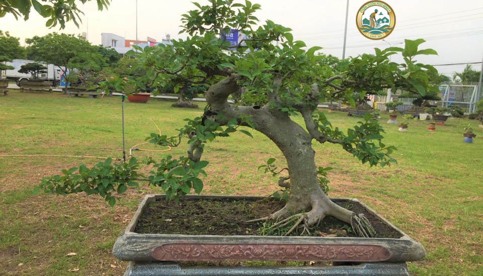 mua cây sung tại Hà Nội