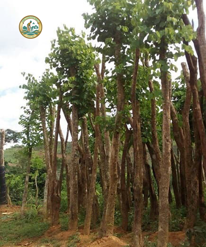 bán cây ban tây bắc công trình