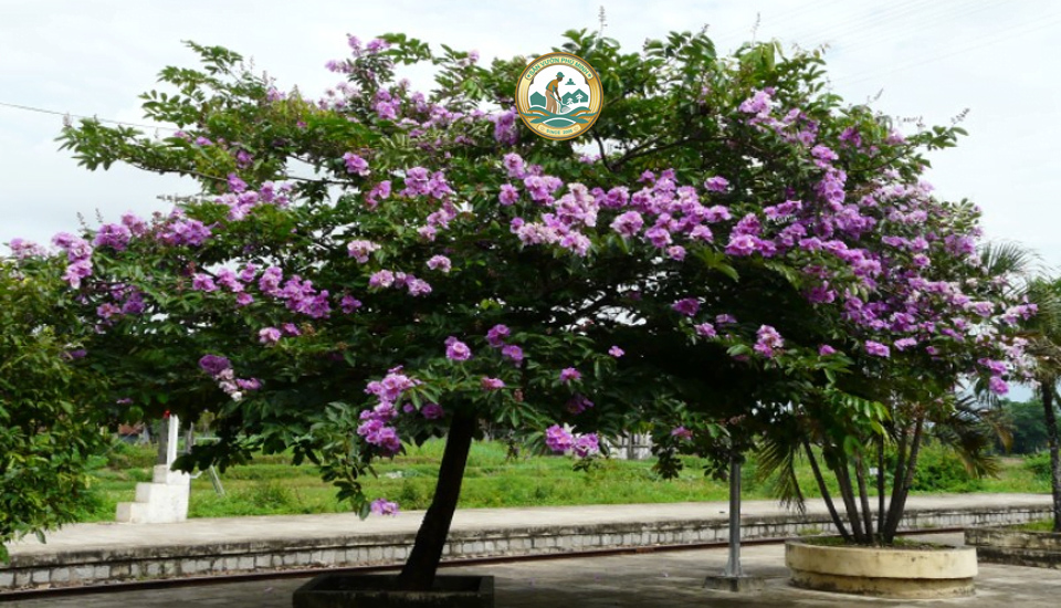 bán cây bằng lăng tại Hà Nội