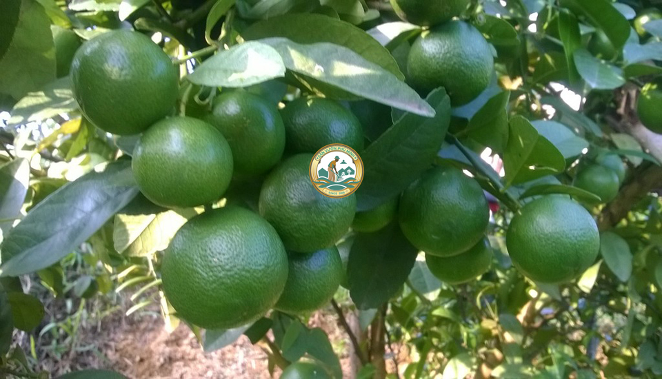 bán cây chanh tại Hà Nội