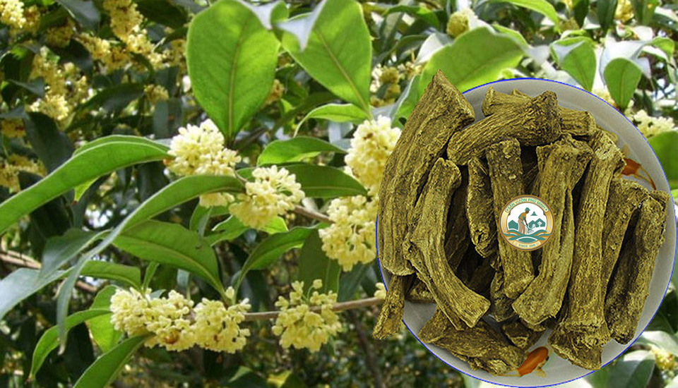 bán cây mộ hương tại Hà Nội