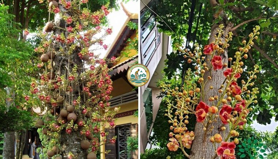 bán cây bằng lăng tại Hà Nội