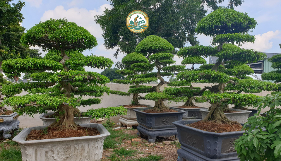 bán cây sanh tại Hà Nội