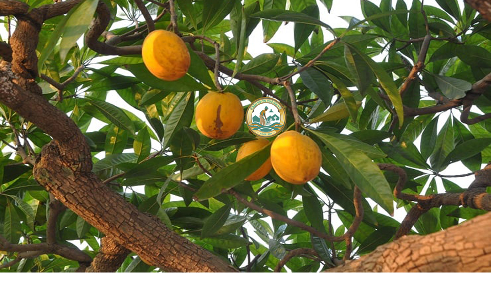 bán cây trứng gà tại Hà Nội