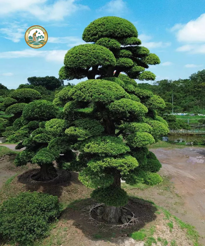 bán cây tùng la hán dáng trực