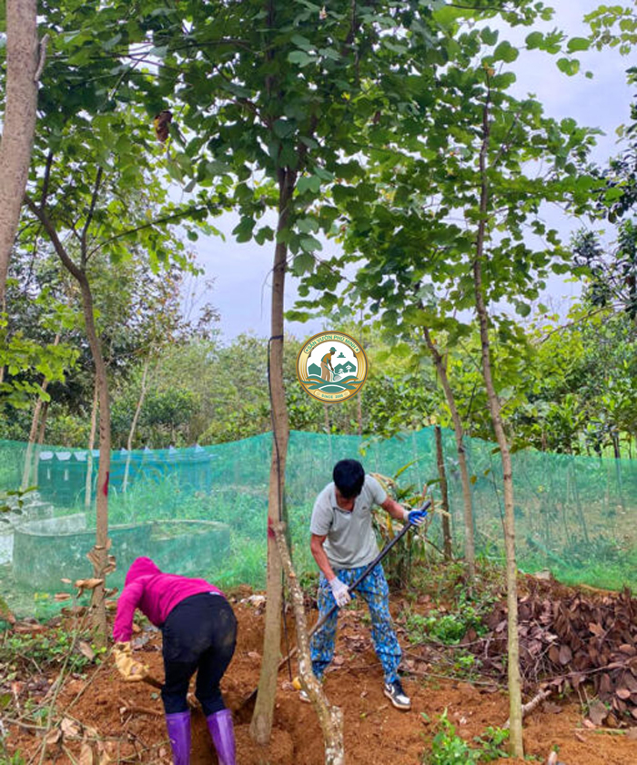 cây ban tây bắc công trình