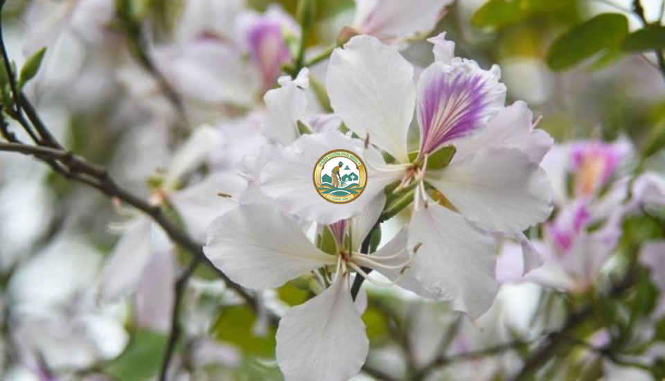 Cây ban trắng tây bắc