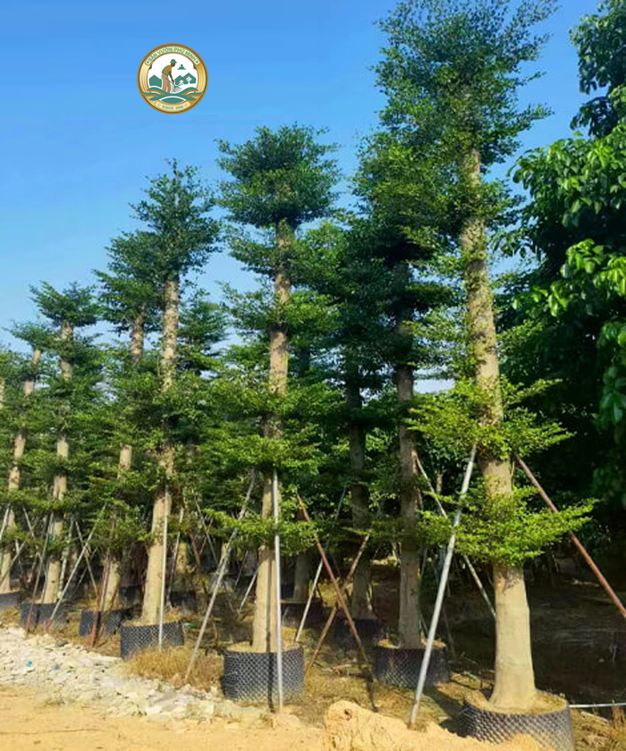 cây bàng đài loan công trình
