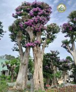 Cây bằng lăng cổ thụ