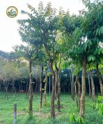 Cây bằng lăng giống