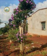 Cây bằng lăng thái