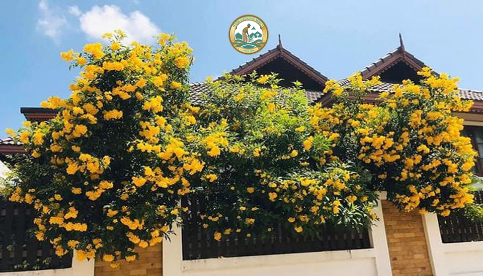 cây chuông vàng Hà Nội