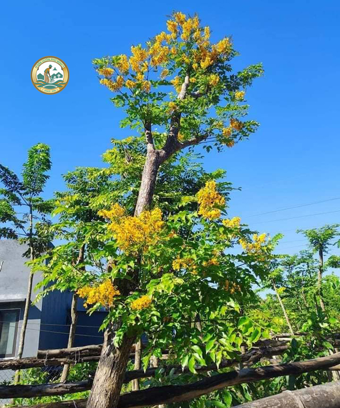 cây giáng hương sân vườn cây giáng hương sân vườn