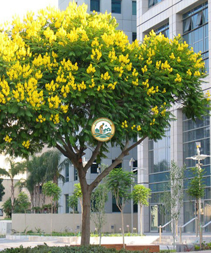 cây giáng hương trồng công trình