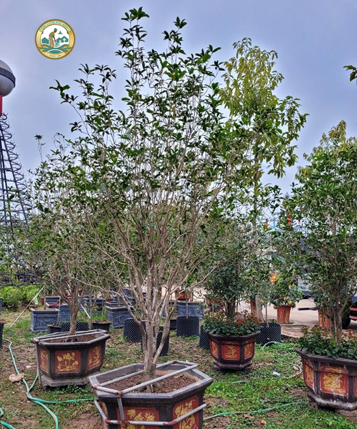 cây giống mộc hương