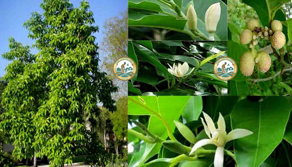 Cây ngọc lan trắng