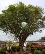 Cây Nguyệt Quế cổ thụ