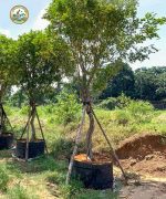 Cây Nguyệt Quế công trình