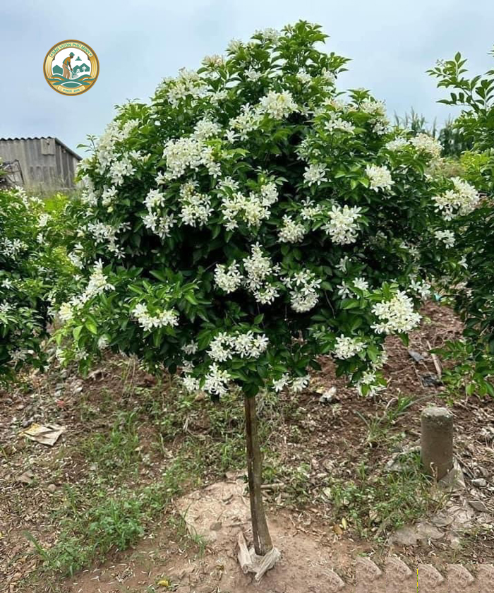 Cây Nguyệt Quế Cây Nguyệt Quế