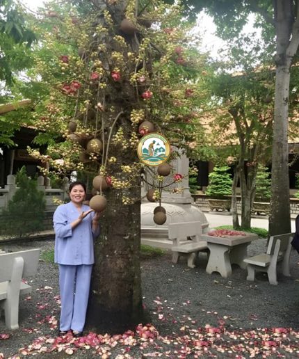 cây sala công trình