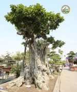 cây sanh cổ thụ