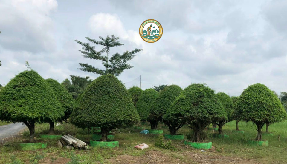 cây sanh nam định