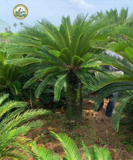 cây vạn tuế cảnh