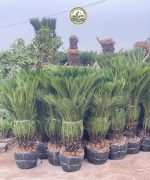 cây vạn tuế công trình